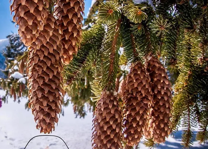 Deluxe 33 Mountain *